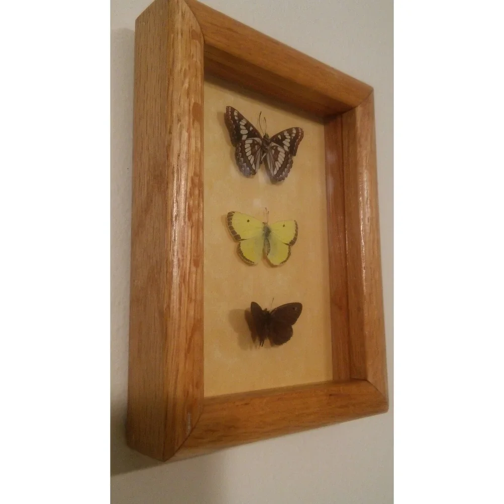 Butterfly Mounts - in 6 x 8